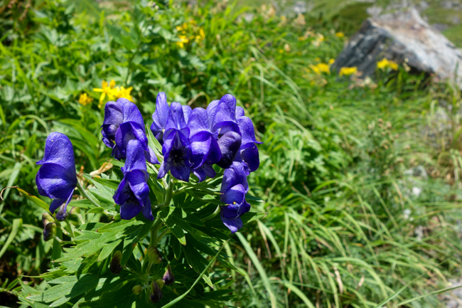 白馬岳テント泊201808-7