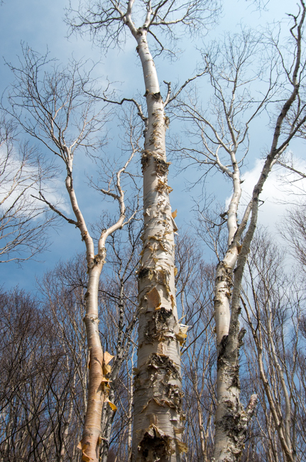 四阿山と根子岳GW縦走-38