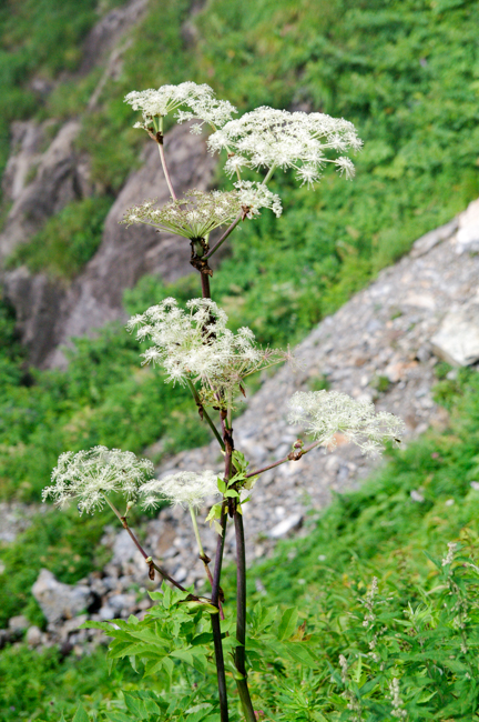 %e8%b0%b7%e5%b7%9d%e5%b2%b38%e6%9c%88%e8%a5%bf%e9%bb%92%e5%b0%be%e6%a0%b9%e6%97%a5%e5%b8%b0%e3%82%8a-4