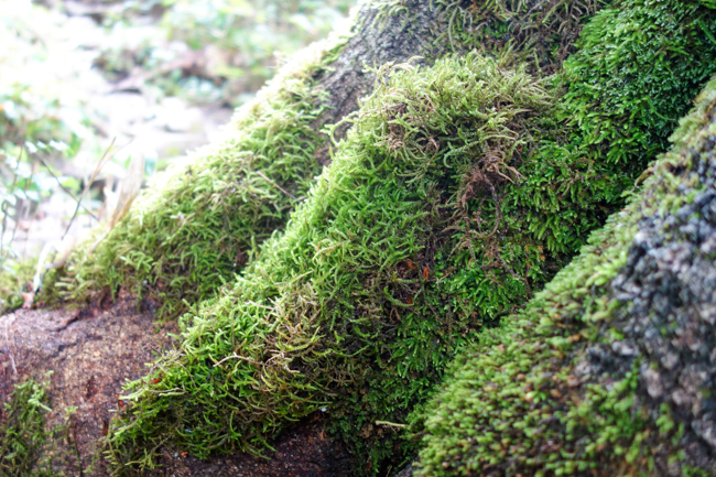 %e8%8b%97%e5%a0%b4%e5%b1%b19%e6%9c%88%e6%97%a5%e5%b8%b0%e3%82%8a-27